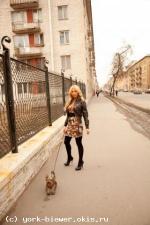 Уиттли с Маркизовой Лужи, вл. Марина Соколовская (С-Пб)